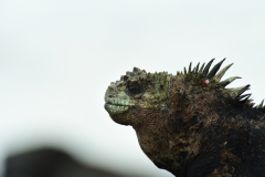 Day-6-Isla-Lobos.-Kicker-Rock-Warlock-Hill-74-1