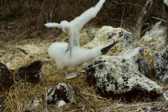 Day-6-Isla-Lobos.-Kicker-Rock-Warlock-Hill-78-1