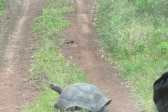 Day-7-Santa-Cruz-Island-11