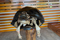 Day-7-Santa-Cruz-Island-12