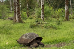 Day-7-Santa-Cruz-Island-17