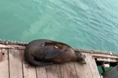 Day-7-Santa-Cruz-Island-22