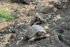 Day-7-Santa-Cruz-Island-5