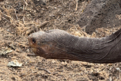 Day-7-Santa-Cruz-Island-6