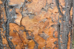 Day-7-Santa-Cruz-Island-8