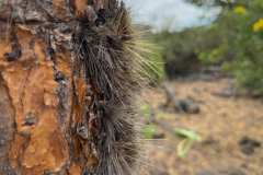 Day-7-Santa-Cruz-Island-9