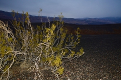 Death-Valley-Christmass-New-Year-2016-17-43