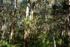 Frazer-Island-2009-27