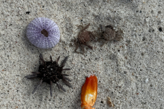 Day-1-Baltra-and-Mosquera-Island-2