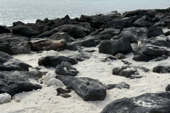 Day-1-Baltra-and-Mosquera-Island-3
