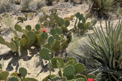 Grand-Canyon-Hike-South-Rim-to-North-2025-23