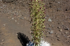 Haleakalā National Park 2011 - 9