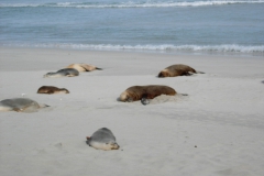 Australia-2006-39