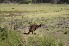Australia-2006-88