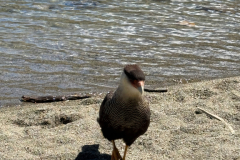 Laguna-de-los-Tres-Hike-45