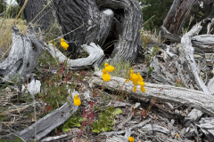 Loma-del-Pliegue-Tumbado-Hike-28