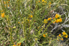 Loma-del-Pliegue-Tumbado-Hike-33