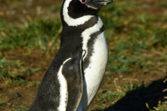 Magdalena-Island-10-scaled