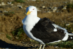 Magdalena-Island-17