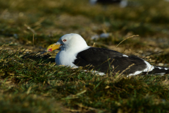 Magdalena-Island-18