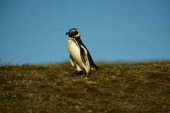 Magdalena-Island-2