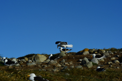 Magdalena-Island-26