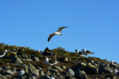 Magdalena-Island-27