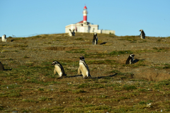 Magdalena-Island-3