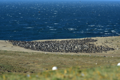 Magdalena-Island-30