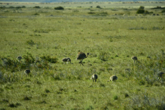 Perito-Moreno-Glaciar-82