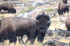 Yellowstone-Fall-2017-79