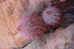 Red-Rock-Canyon-National-Conservation-Area-8