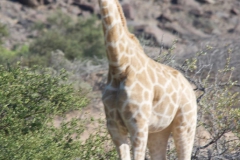 Skeleton-Coast-19