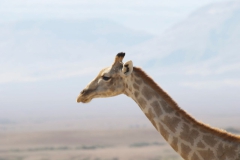 Skeleton-Coast-20