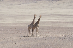 Skeleton-Coast-27