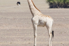 Skeleton-Coast-28