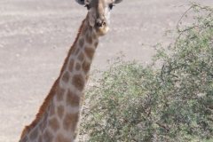 Skeleton-Coast-29