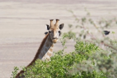 Skeleton-Coast-30