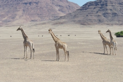 Skeleton-Coast-31
