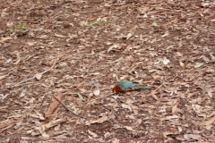 Australia-2006-13