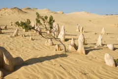 The-Pinnacles-Desert-2010-51