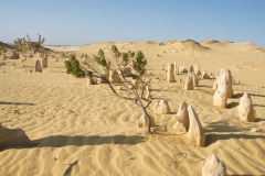 The-Pinnacles-Desert-2010-52