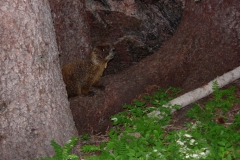 Vale-Colorado-2006-6