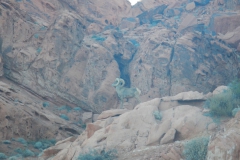 Valley-of-Fire-Nevada-2015-40