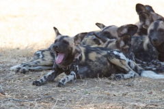 Vundu-Camp-Mana-Pools-19