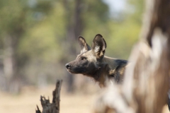 Vundu-Camp-Mana-Pools-21