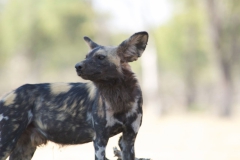 Vundu-Camp-Mana-Pools-23