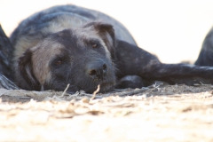 Vundu-Camp-Mana-Pools-27