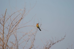 Vundu-Camp-Mana-Pools-32