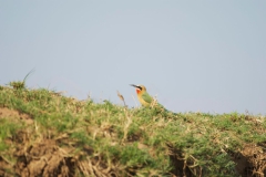 Vundu-Camp-Mana-Pools-33